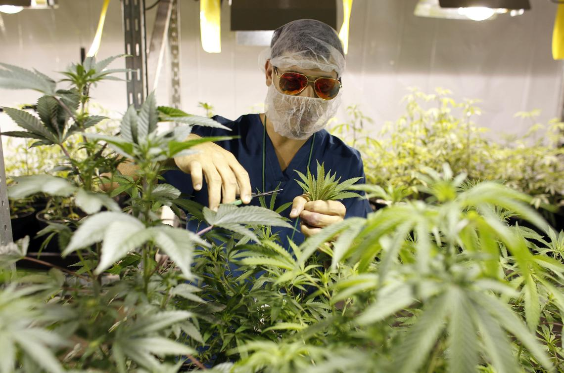 DC’s Budding Culture: Exploring the World of Weed in Washington