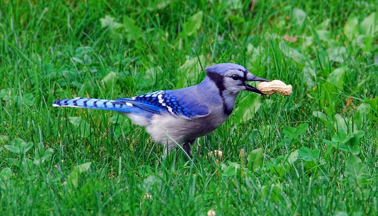 Bird, nature, bluejay — Which Of The Events Listed Below Occurs In The Light Reactions Of Photosynthesis?