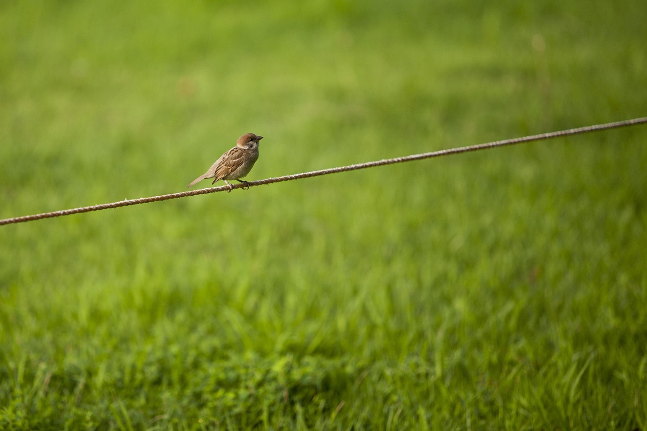 Sparrow, grass, break — Which Of The Following Statements Apply To The Asthenosphere, But Not The Lithosphere?