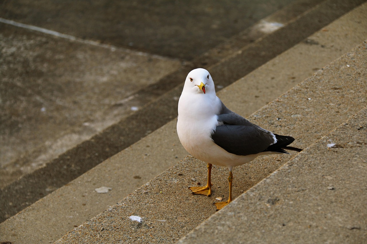 New, nature, seagull — Which One Of These Documents Itemizes The Closing Costs